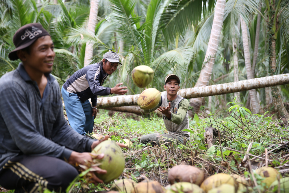 petani kelapa Gorontalo